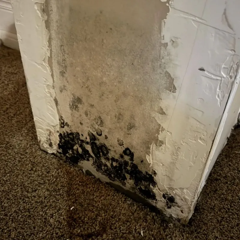 Professional Mold Removal in Coushatta, LA